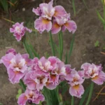 iris-sibirica-fancy-me-this-3