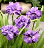 iris-sibirica-imperial-opal-1