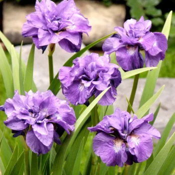 iris-sibirica-imperial-opal-1