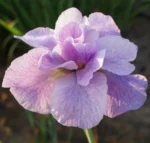 iris-sibirica-imperial-opal-3