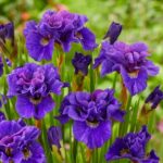 iris-sibirica-kabluey-1