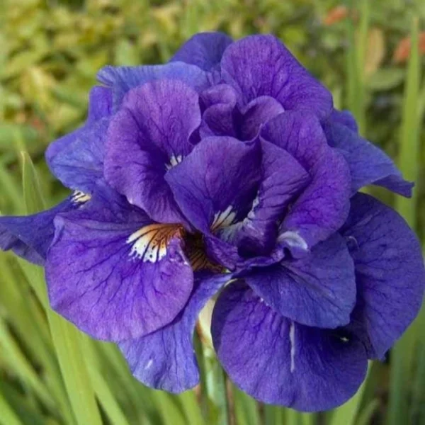 iris-sibirica-kabluey-2