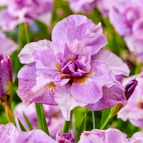 iris-sibirica-pink-parfait-2