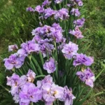 iris-sibirica-pink-parfait-3