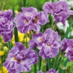 iris-sibirica-pink-parfait-4