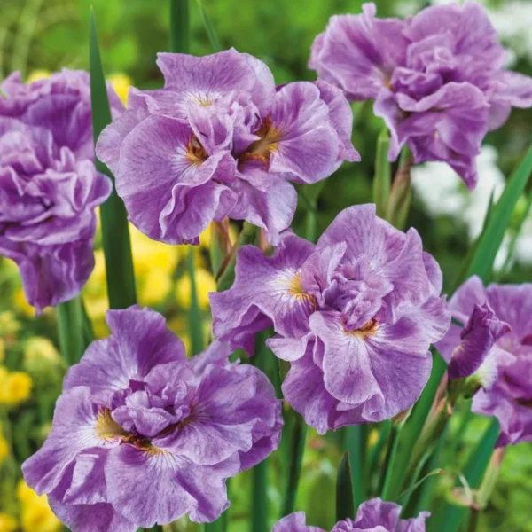 iris-sibirica-pink-parfait-4