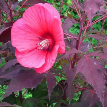 mocvarni-hibiskus-pink-passion-2