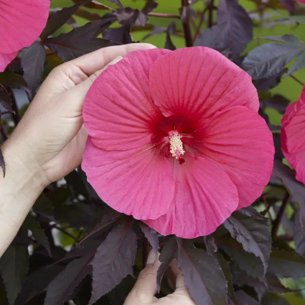 mocvarni-hibiskus-pink-passion-3