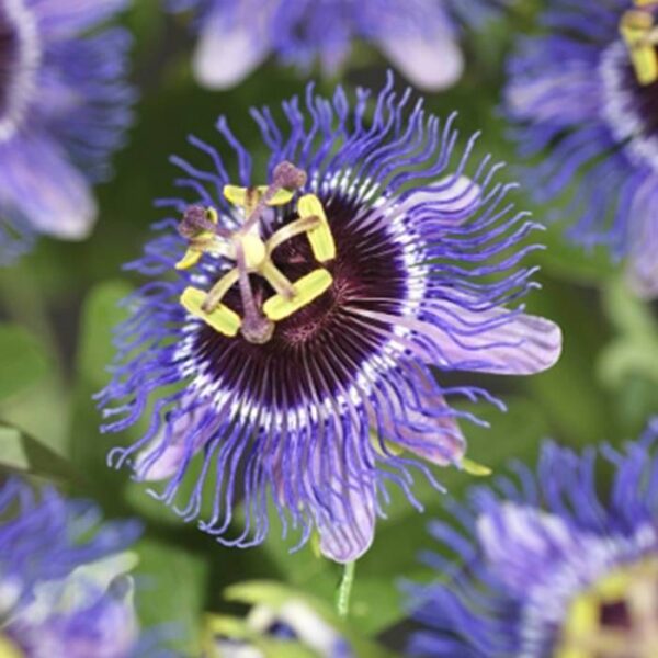 passiflora-purple-rain-1