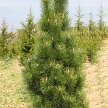 pinus-nigra-fastigiata-1