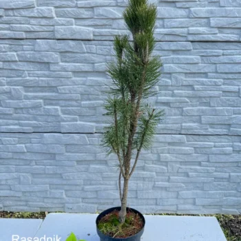 pinus-nigra-fastigiata-sadnica-1