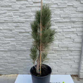 pinus-nigra-fastigiata-sadnice