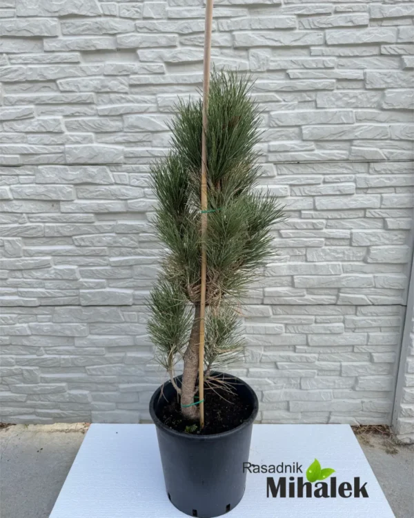 pinus-nigra-fastigiata-sadnice