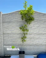 quercus-green-pillar-sadnica