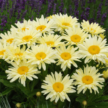 Leucanthemum-Banana-Cream-1