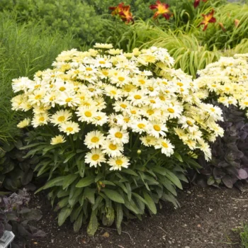 Leucanthemum-Banana-Cream-2