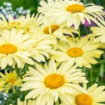 Leucanthemum-Banana-Cream-4