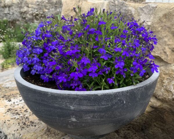 Lobelia-erinus-1