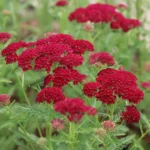 achillea-milleflium-tutti-frutti-pomegranate-1