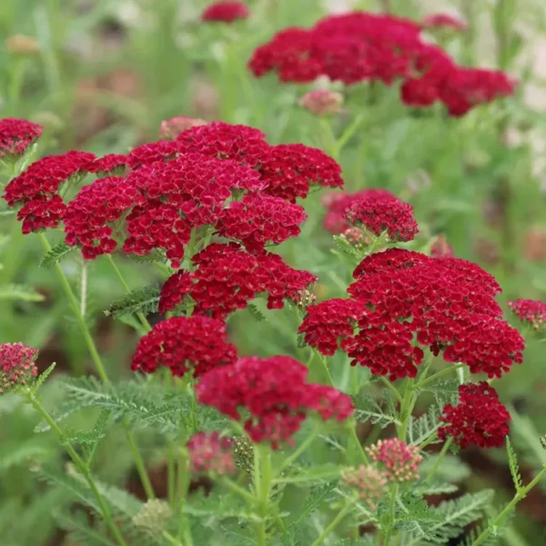achillea-milleflium-tutti-frutti-pomegranate-1