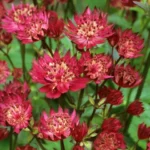 astrantia-major-red-1