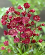 astrantia-major-red-2