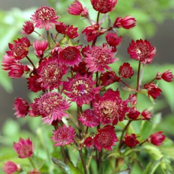 astrantia-major-red-2