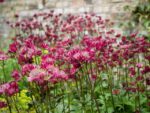 astrantia-major-red-3