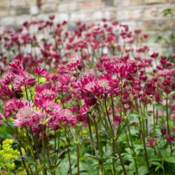 astrantia-major-red-3