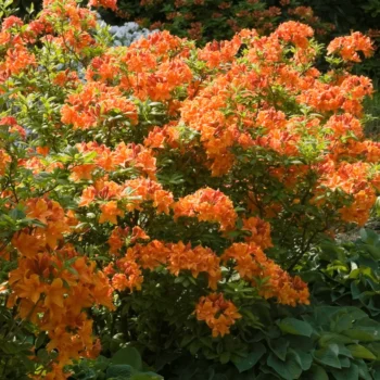 azalea-japonica-orange-beauty-1