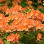 azalea-japonica-orange-beauty-2