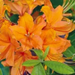 azalea-japonica-orange-beauty-3