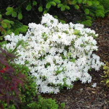 azalea-japonica-white-1