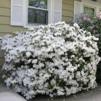 azalea-japonica-white-3