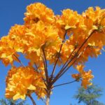 azalea-mollis-golden-flare-1