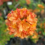 azalea-mollis-golden-flare-3