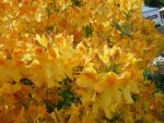 azalea-mollis-golden-flare-4