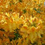 azalea-mollis-golden-flare-4