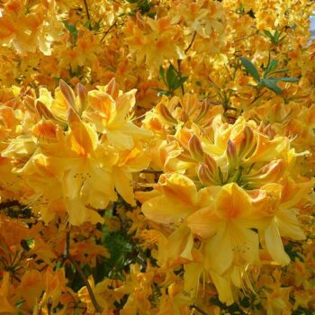 azalea-mollis-golden-flare-4