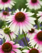 echinacea-purpurea-sombrero-special-white-purple-2