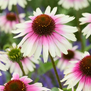echinacea-purpurea-sombrero-special-white-purple-2