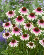 ehinacea-sombrero-white-purple-2