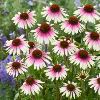ehinacea-sombrero-white-purple-2