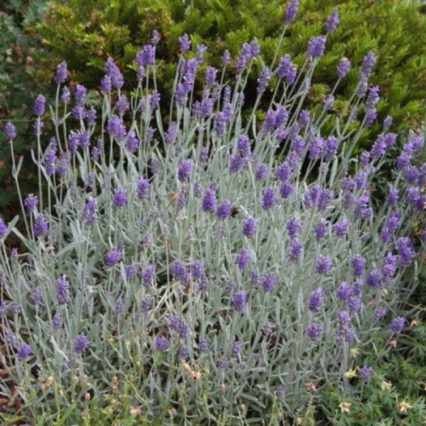 lavanda-angustifolia-silver-mist-1