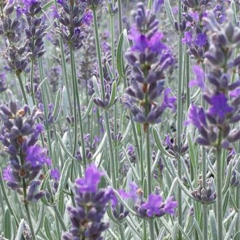 lavanda-angustifolia-silver-mist-2