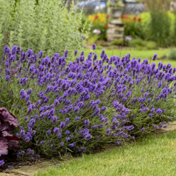 lavanda-angustifolia-superblue-1