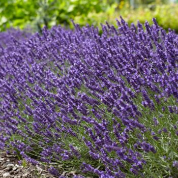lavanda-angustifolia-superblue-2