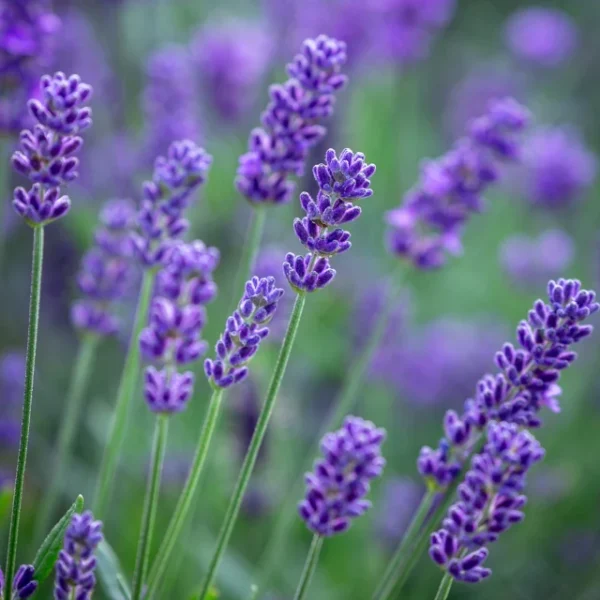 lavanda-angustifolia-superblue-3