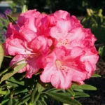 rododendron-anna-1