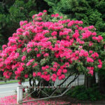 rododendron-anna-3